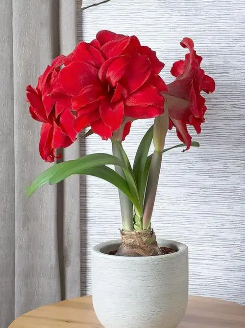 虹越荷兰重瓣朱顶红