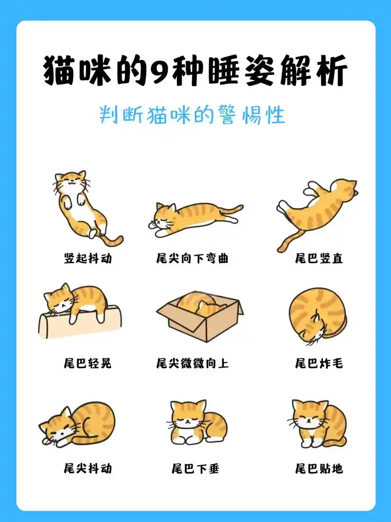 图文掘金计划 猫咪睡觉的姿势千奇百怪,这种睡姿有你家猫咪吗 - 抖音