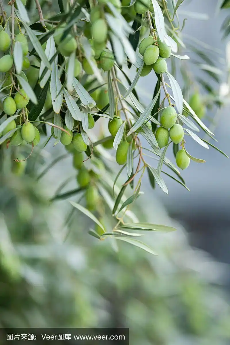 油橄榄树,枝,大特写,农业,清新