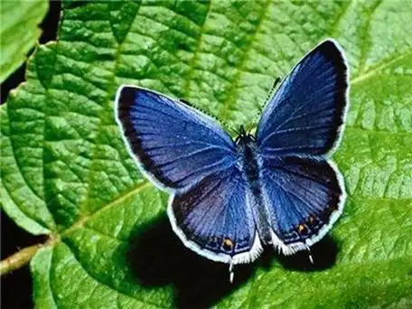 最珍稀的蝴蝶,光明女神蝶在我国仅有3只