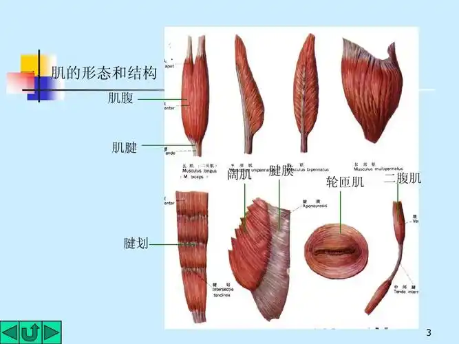 一,肌的形态和结构 肌腹 肌腱 阔肌 腱膜 轮匝肌 二腹肌 腱划