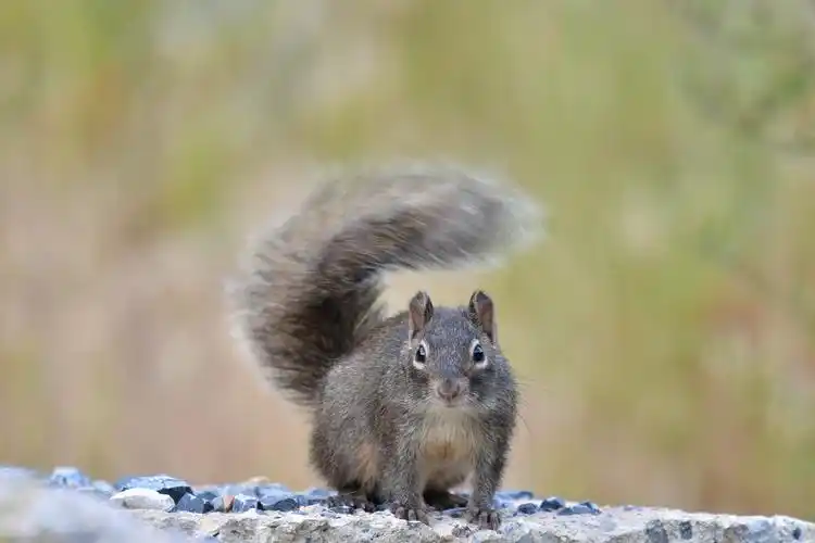松鼠摇动尾巴,较慢的快门,固定眼神,尾巴动感