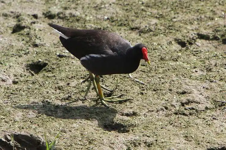 2019己亥年拍鸟～红嘴水鸡