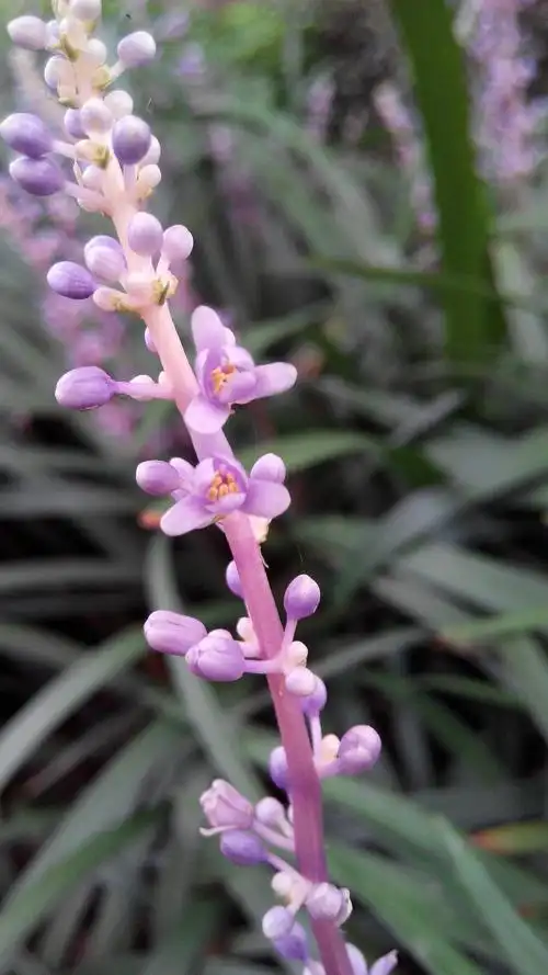 麦冬的花应该是紫色的呀.