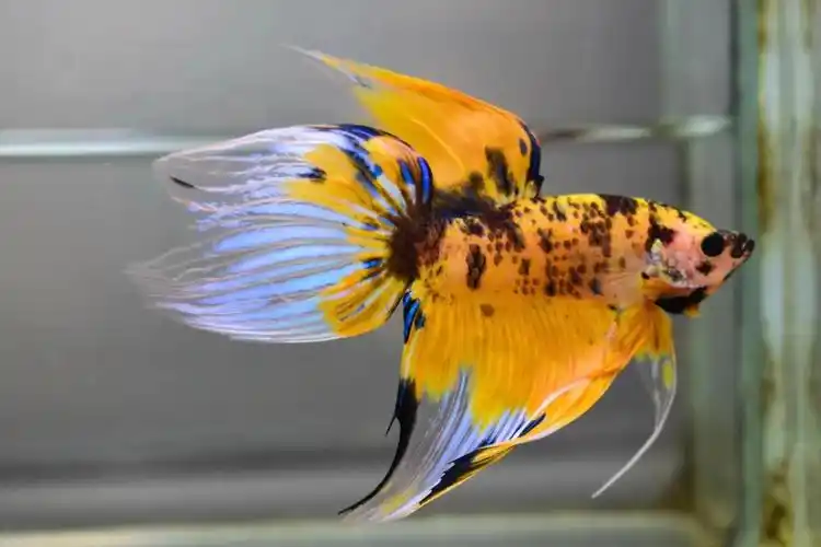 泰国斗鱼品种简介马尾斗鱼