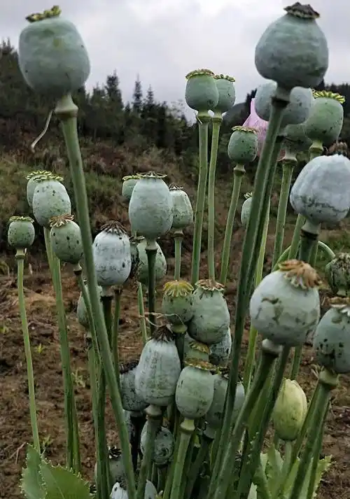 环江老人67种植罂粟民警全部拔除并带回318株罂粟