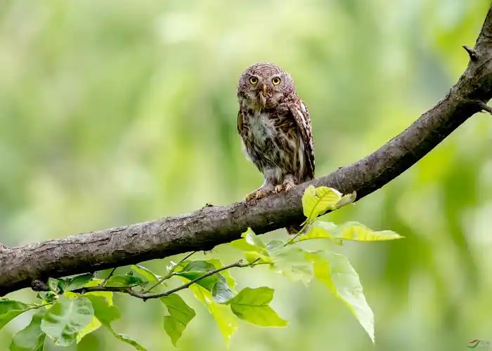 斑头鸺鹠三潭惜鸟别苑