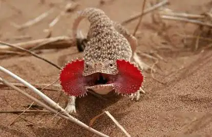 p>大耳沙蜥(学名: i>phrynocephalus mystaceus, /i>)为鬣蜥科沙蜥属