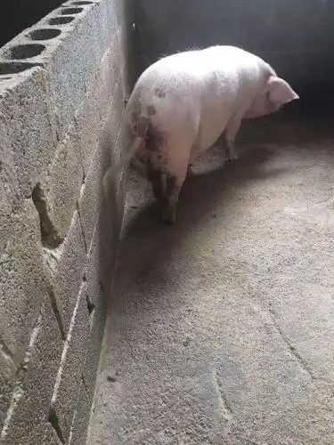 300斤的大肥猪一天死了11头,什么原因,这个季节一定要防控.