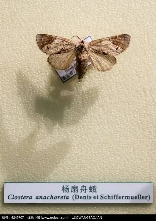 杨扇舟蛾高清图片下载_红动中国