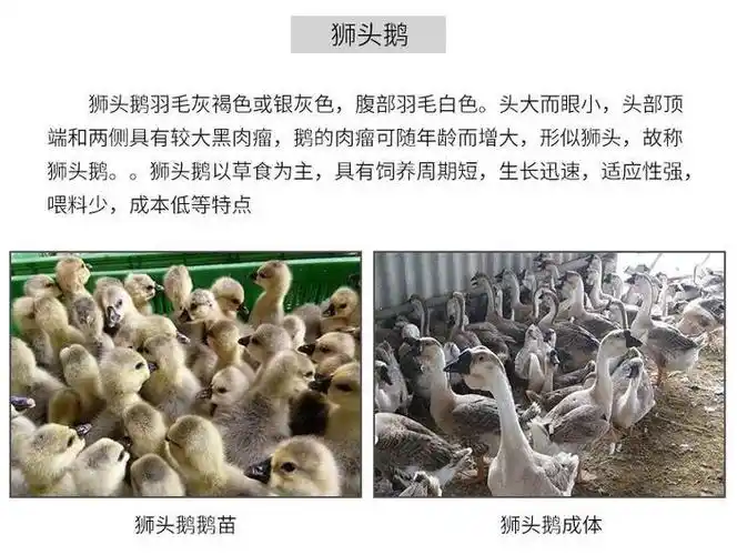 批发狮头鹅苗小鹅苗活体家养鹅苗特大狮头鹅苗蛋鹅大白鹅灰狮头鹅