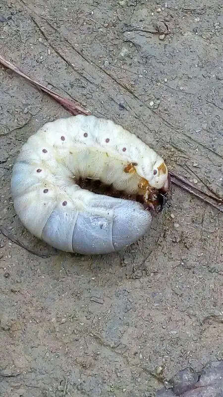 一种很肥的白色大虫,身体成弓型,身体两侧有几对褐色的斑点,而且听说