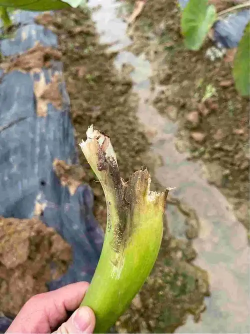 请问这个是芋头的软腐病吗?