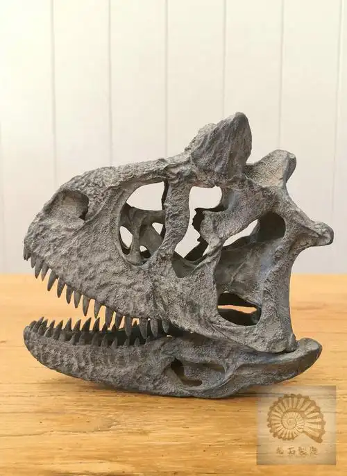 包邮菊石制造恐龙化石食肉牛龙头骨模型