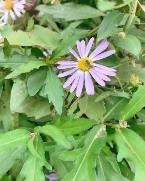 猫猫鱼爱喵喵做的马兰头花