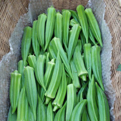 北蔬 秋葵种子苗水果秋葵种植阳台四季盆栽蔬菜苗 水果秋葵 500g装