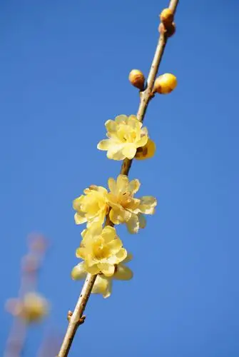 梅花图,迎新年!