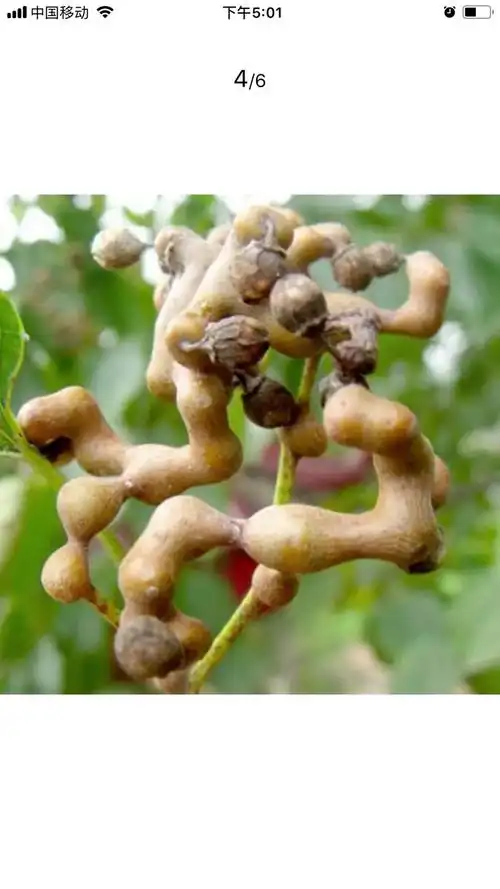 红枣枸杞拐子酒的做法