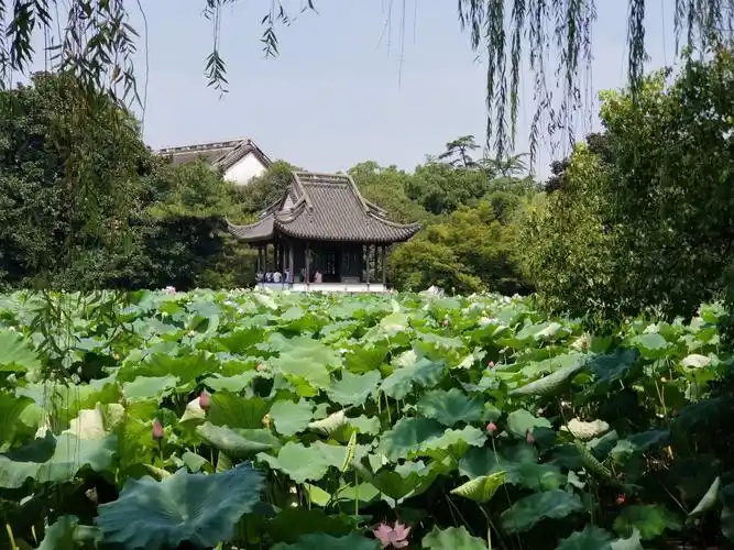 湖畔有古典的亭子,和湖中的荷花构成了曲院风荷的美景!