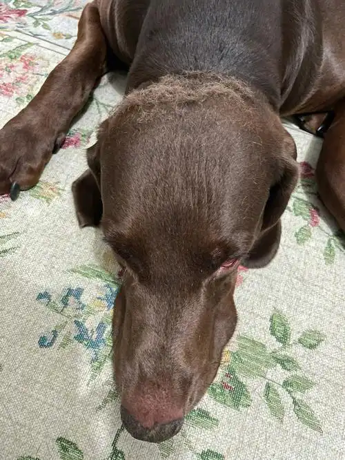 狗子严重脱发了