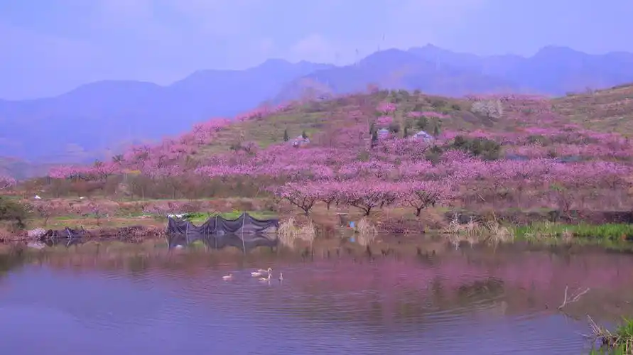 春风十里桃花红(浙中桃花源)
