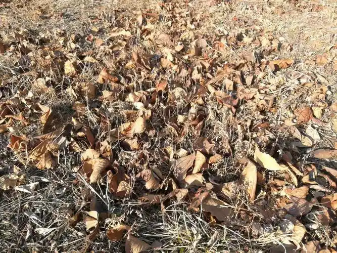 孤寂的迷茫   辉煌在季节里走过 须仰视才见 此刻叶子与泥土的交谈 被