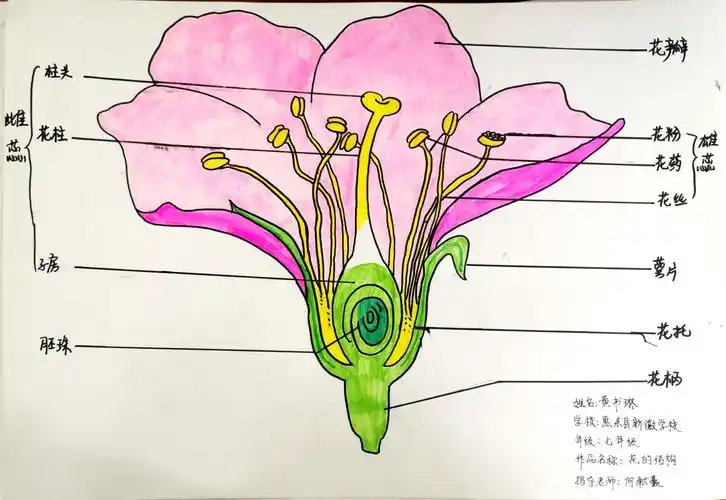 【新徽·活动】探索生物界的奥秘——惠东县2022年初中部生物主题绘图