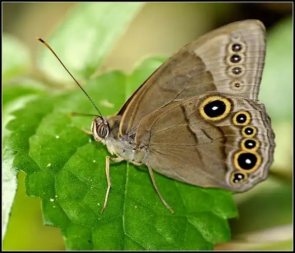 直带黛眼蝶图片直带黛眼蝶蝴蝶图片