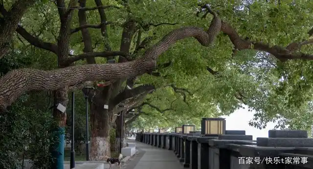 香樟树,长沙冬天的精灵,常绿挺拔自成一道美景