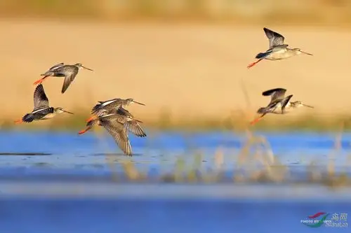飞越湿地(获鸟网首页推荐)