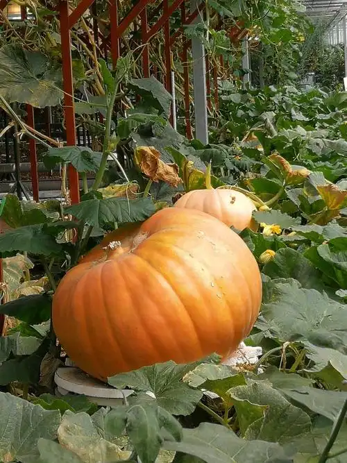 巨型南瓜,约有百斤以上,一人抱不过来.