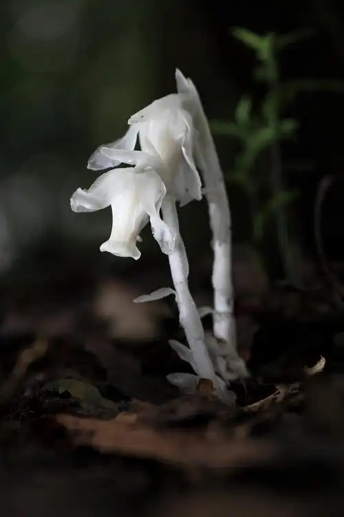 神秘的植物大果假水晶兰