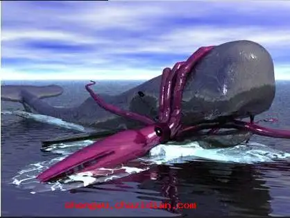 抹香鲸吃大王乌贼图片