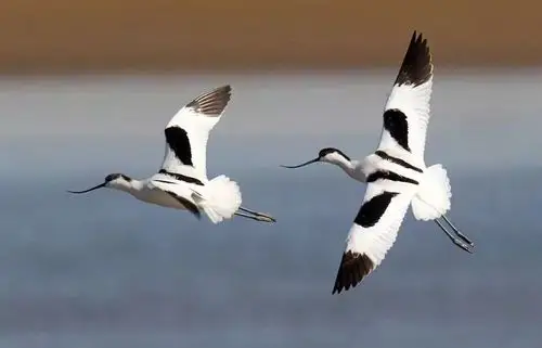 湿地公园之毛诗鸟兽草木虫鱼