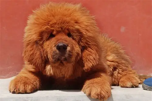 正规獒园出售纯种铁包金金獒幼犬吊嘴吊眼血统质保