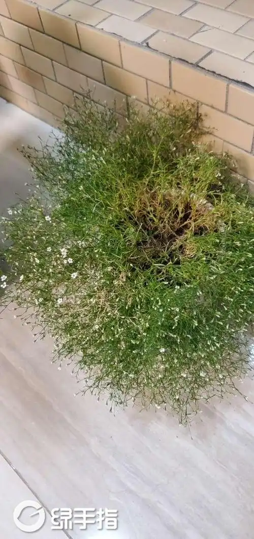 六月雪和满天星 #满天星