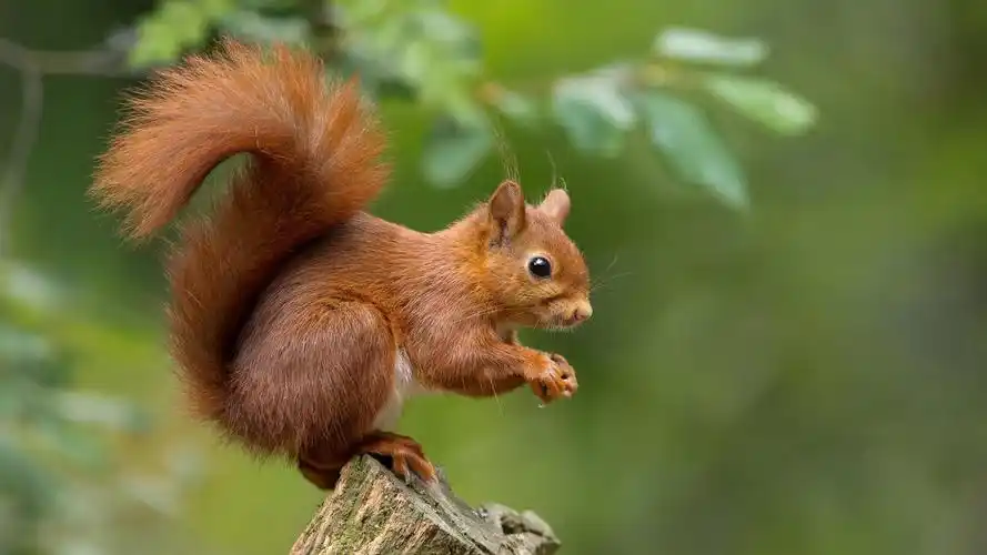 小松鼠,可爱的眼神,大自然,森林,木桩,动物,绿色的背景,壁纸
