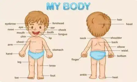 toes是什么意思怎么读 toes是什么意思