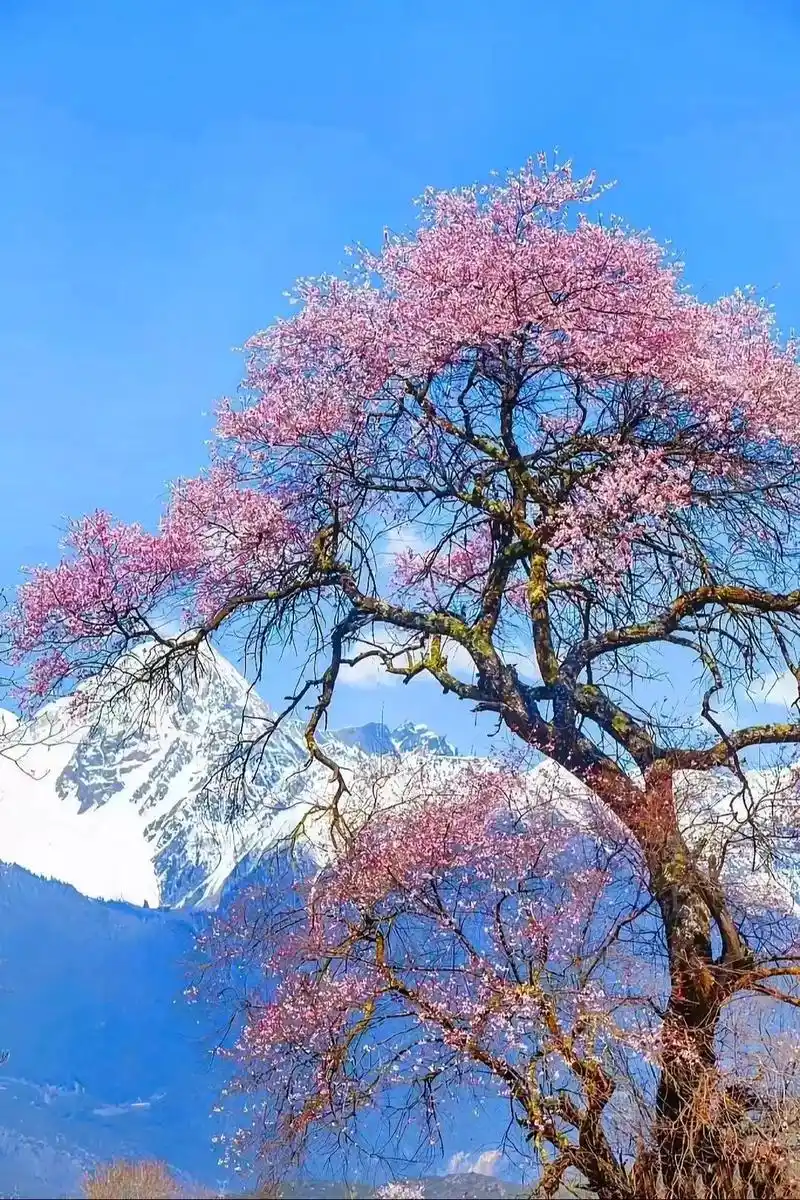 西藏林芝桃花节,南迦巴瓦索松村雅鲁藏布江.2024林芝桃花节 - 抖音