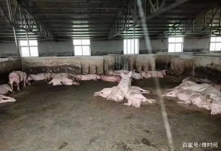 南召县养猪场死猪腐烂未掩埋污水横流无人监管