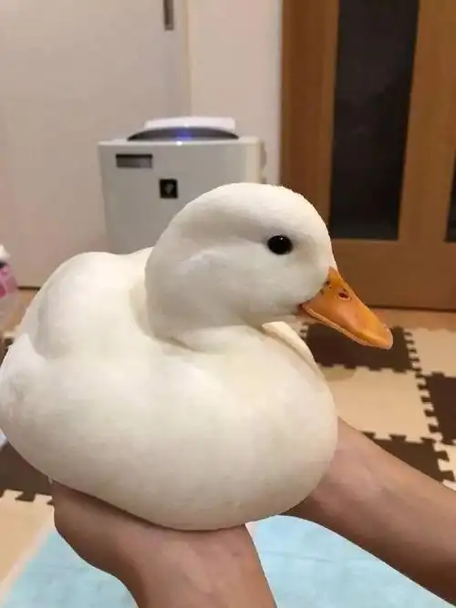 收一波超可爱的鸭鸭图生活很苦幸好我够可爱鸭