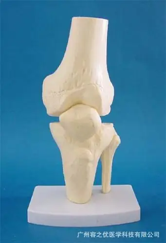 人体教学骨骼模型 膝关节功能模型