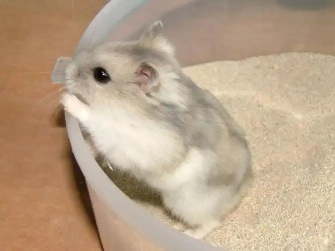 仓鼠洗澡怎么洗