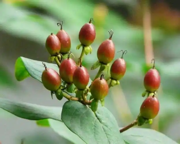 此为"金丝桃",不仅花朵漂亮,价值也很高,遇到要珍惜