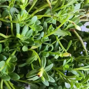 假马齿苋潮汕青草现采新鲜白猪母菜蛇兰草白咬墙500g白花老鼠耳