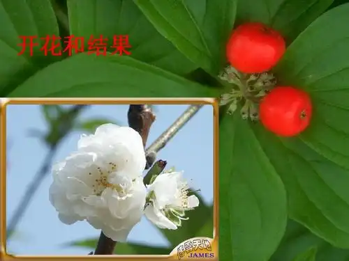 开花和结果