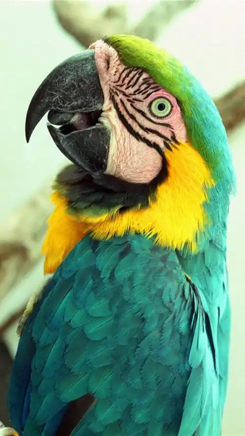 绚丽鹦鹉,高清图片,手机锁屏桌面-壁纸族