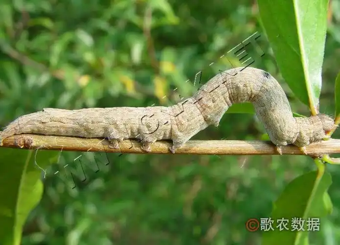 [图2]石榴巾夜蛾—幼虫