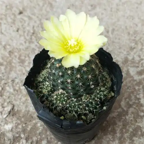 园艺实生仙人球 【士童】多肉植物开花盆栽 办公室内实生士童属小苗