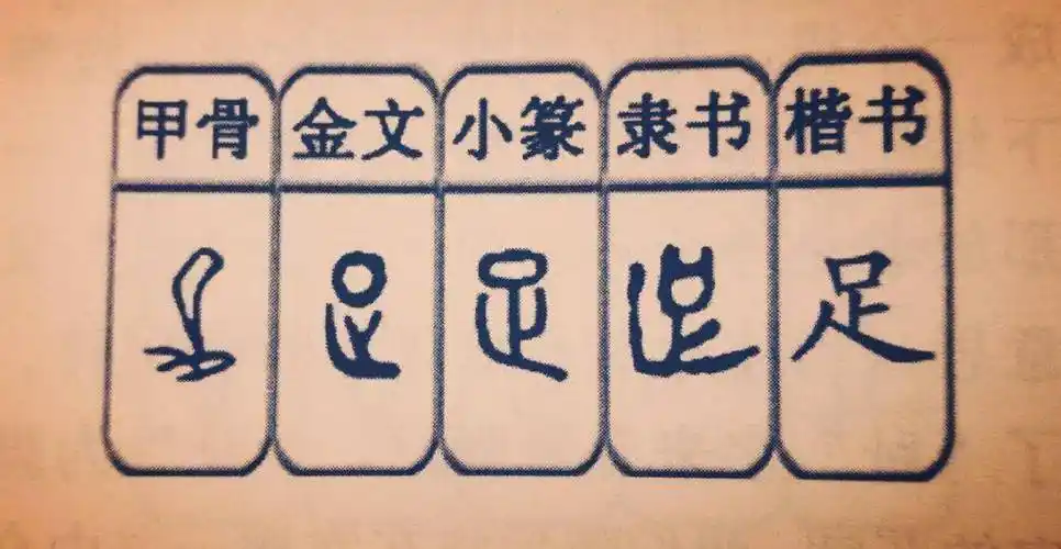 "足"本意是指小腿以下的部分,现在的楷体字的"足"上面是个"口"字,下面
